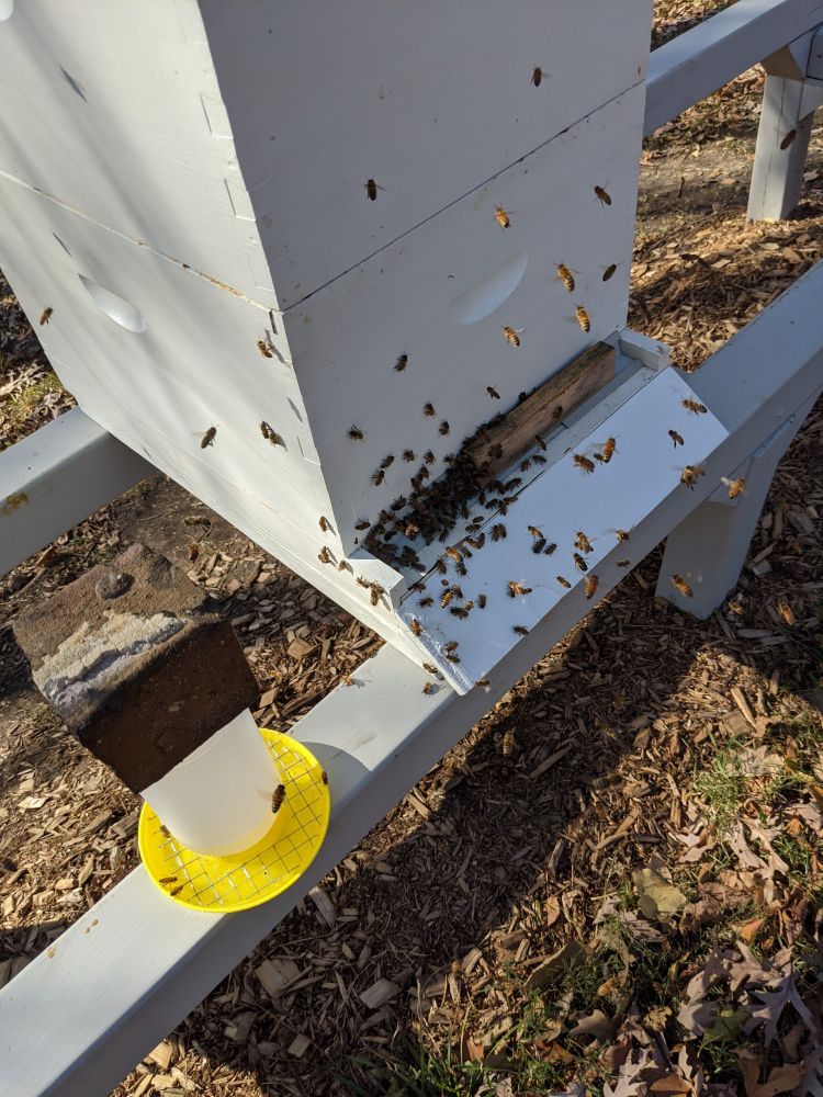 A white beehive on a gray beehive stand. The beehive has many bees flying out front. A small chicken feeder with a yellow base sits to the left of the beehive.