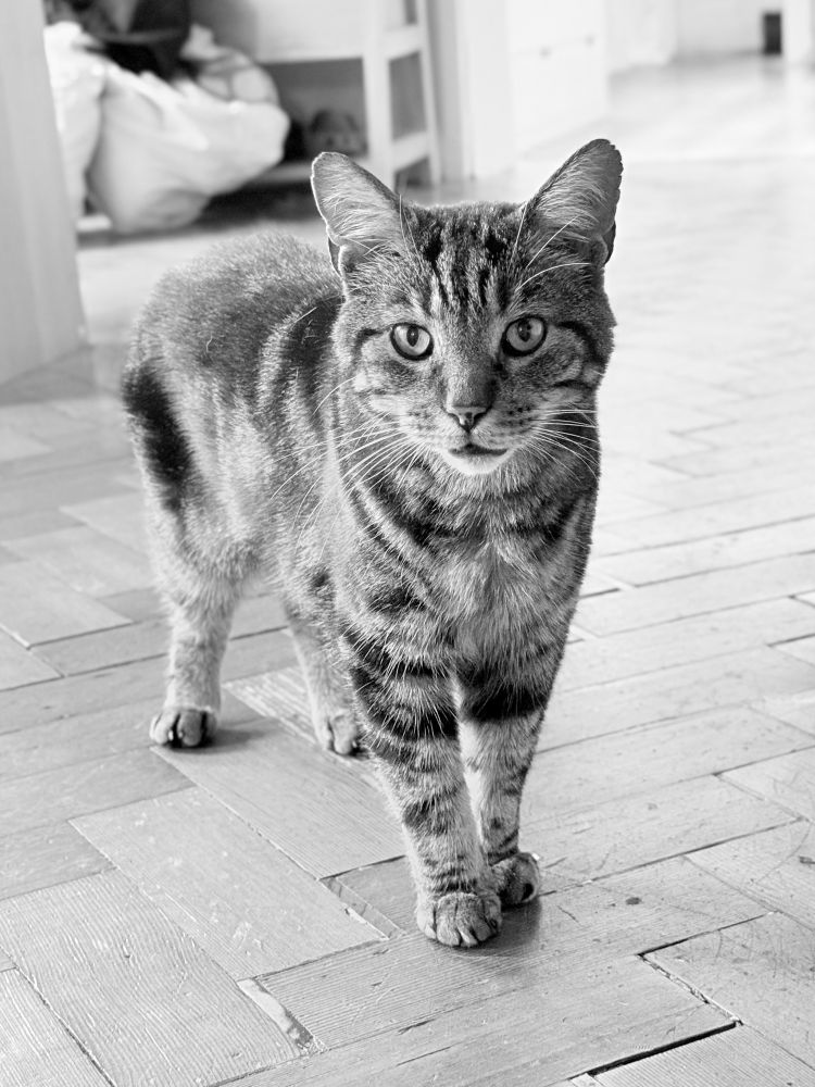 Black and white photograph of tabby cat on wooden floor