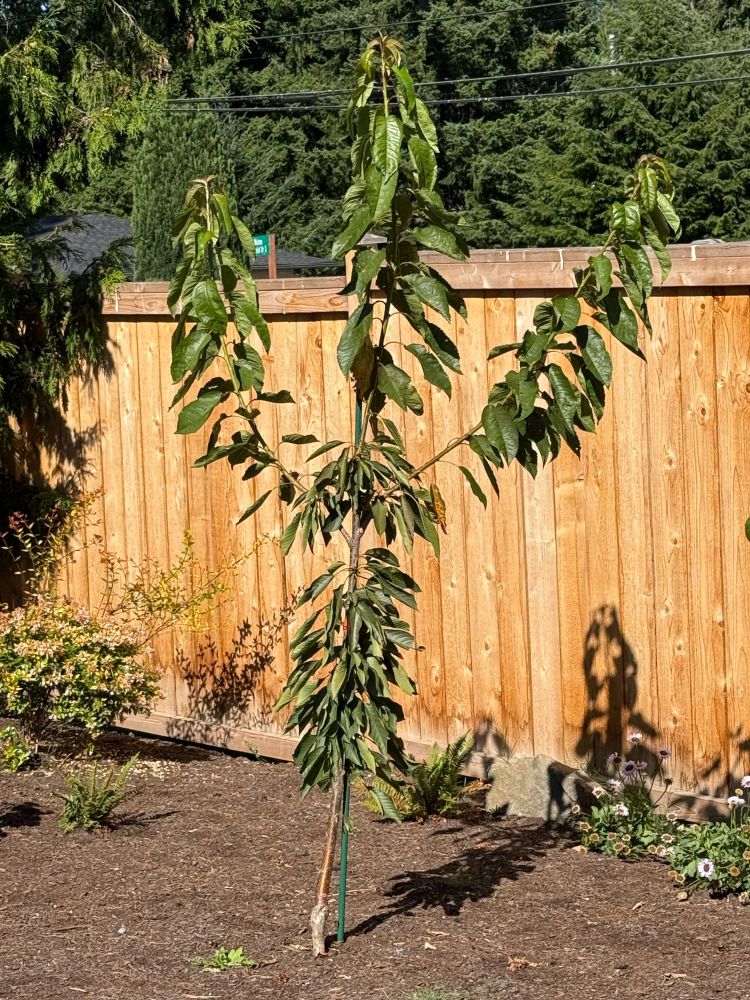 Image of a young cheery tree with 2 branches growing upwards. It resembles a human with arms raised above its head.