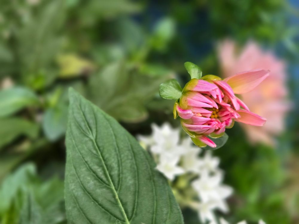 Picture of a dahlia bud I took in the spring