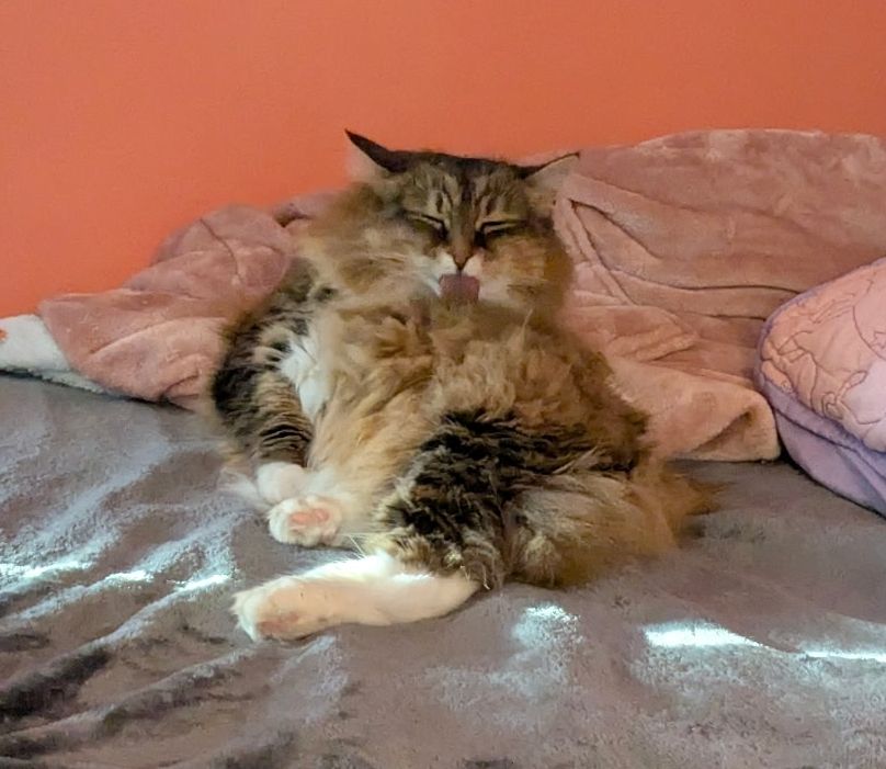 a brown cat laying awkwardly, licking it's fluff