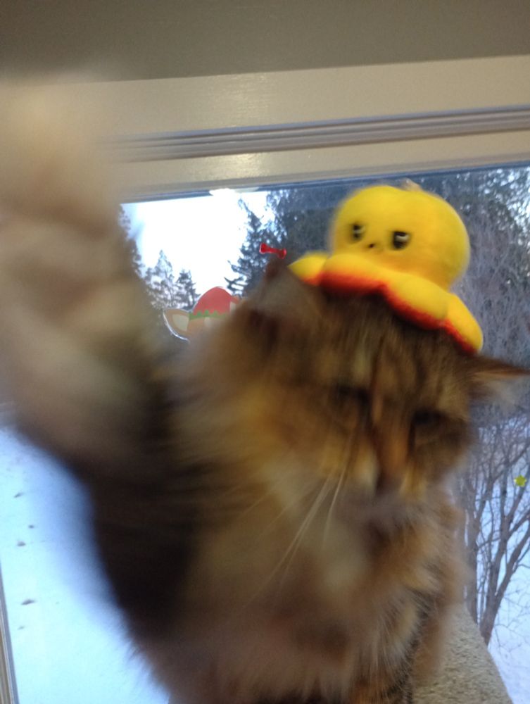 the brown cat slaps the camera. the octopus plush is still on their head.