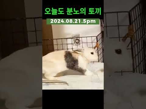 화내는 토끼 #shorts