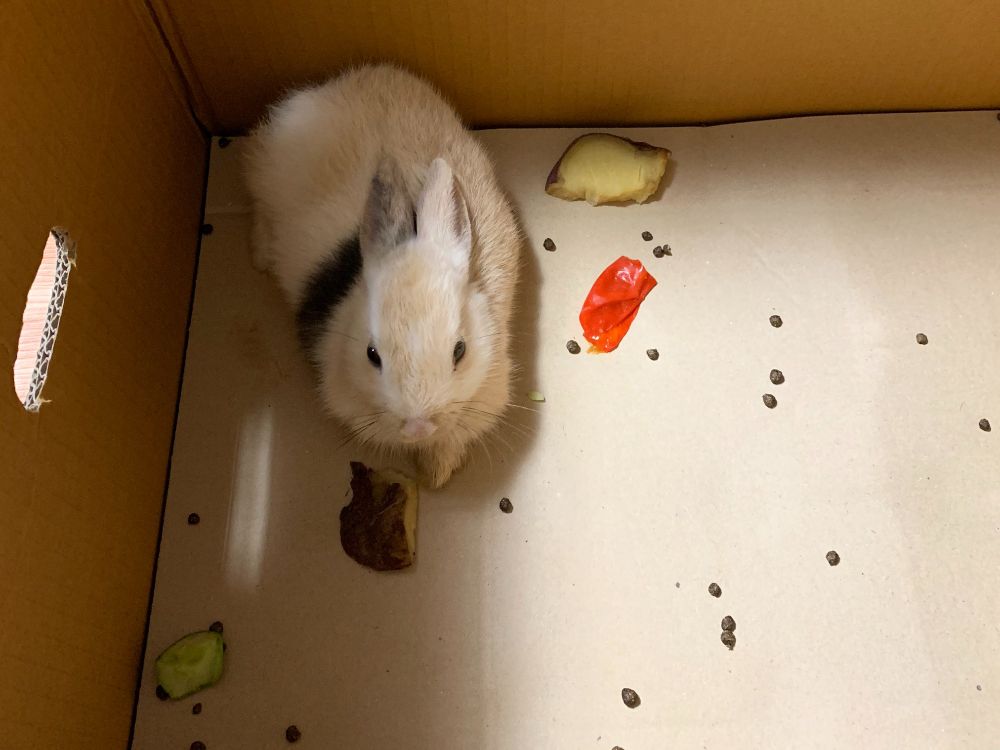 생후 약 1개월 쯤 된 새끼토끼가 박스 안에 있다.