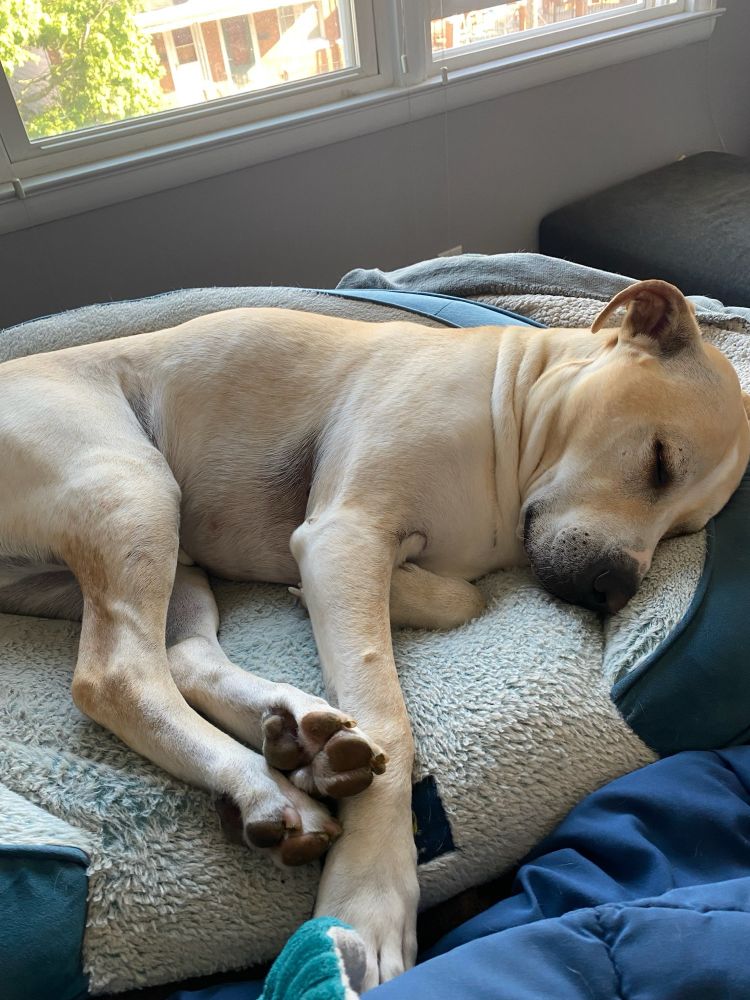 dog with many neck rolls deeply sleeping