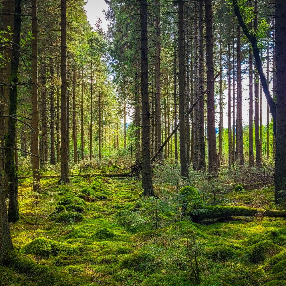 Gorgeous afternoon sunlight streaming through the pine wood camopy and onto the moss laden floor below. Kielder Forest.