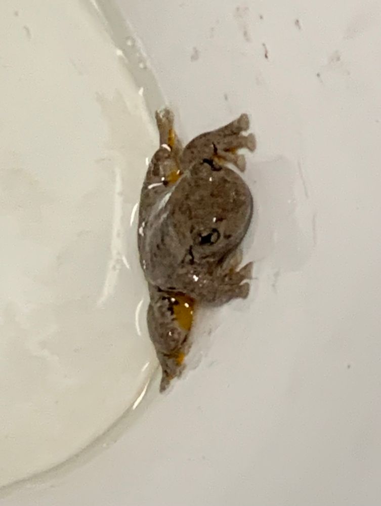 A frog that appeared in the toilet bowl where I had just peed. Called “Freddo”