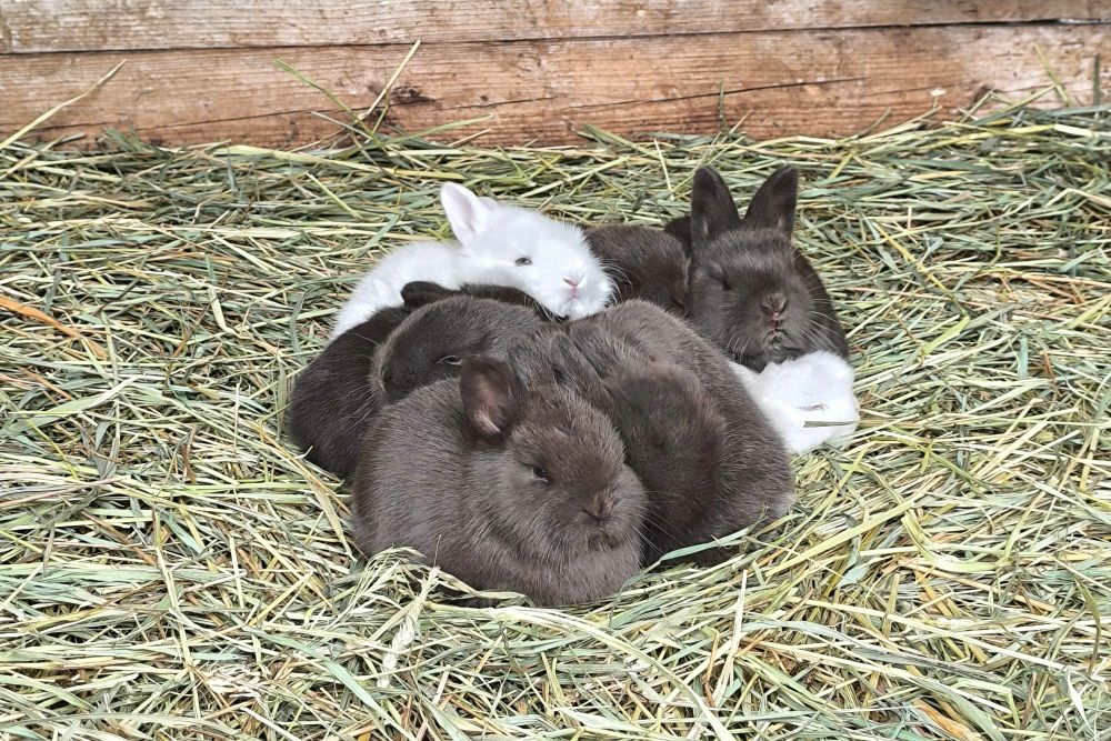 Baby rabbits lying all cozy in a pile with very grumpy faces.