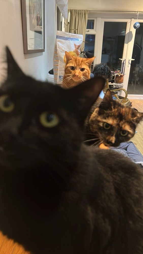 extreme closeup of void cat with tortie and ginger visible over her shoulders