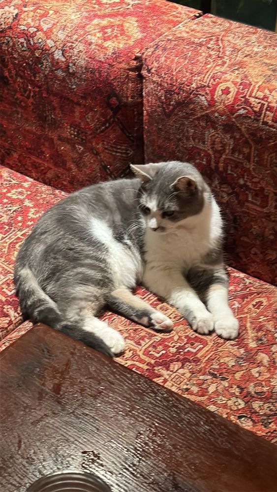 a very beautiful grey and white cat sits on a classic pub bench somewhere in Amsterdam