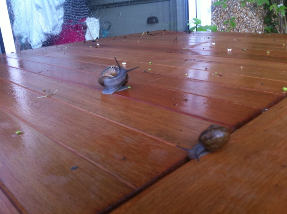 snails on a wooden table, one going one way, one getting into the groove