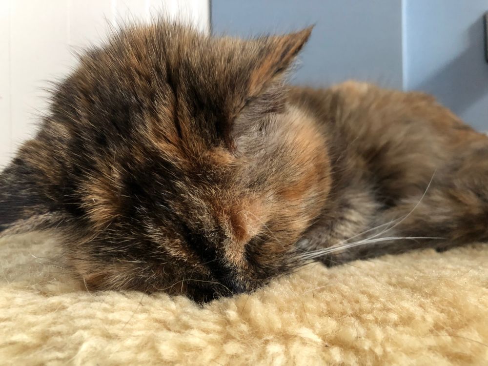 a tortie face down on a sheepskin close up