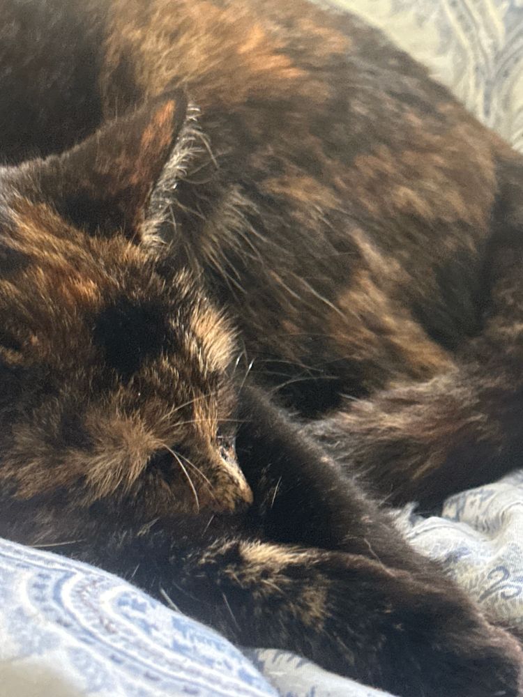 an eepy tortie atop a blue duvet cover