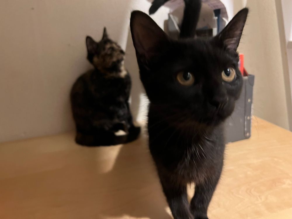 An old kitten photo, with Neil the adventurous coming to the camera to say hihi whilst Not Dave the teeny tiny tortie hangs in back being skittery.