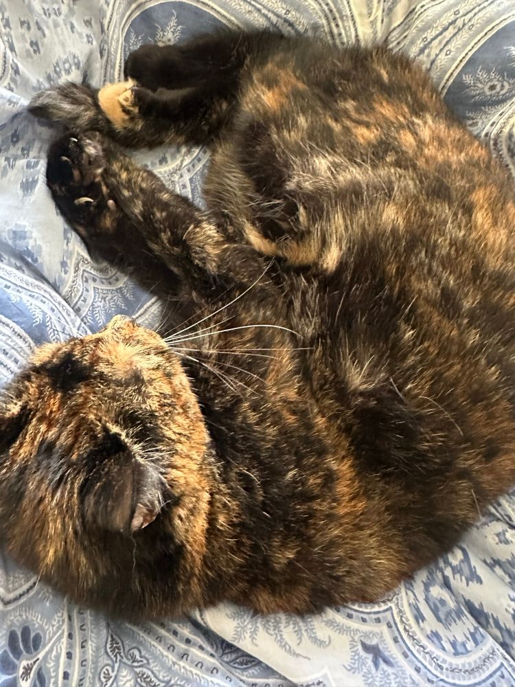the cinnamon bun of the tortie has loosened - one could try for the belly?