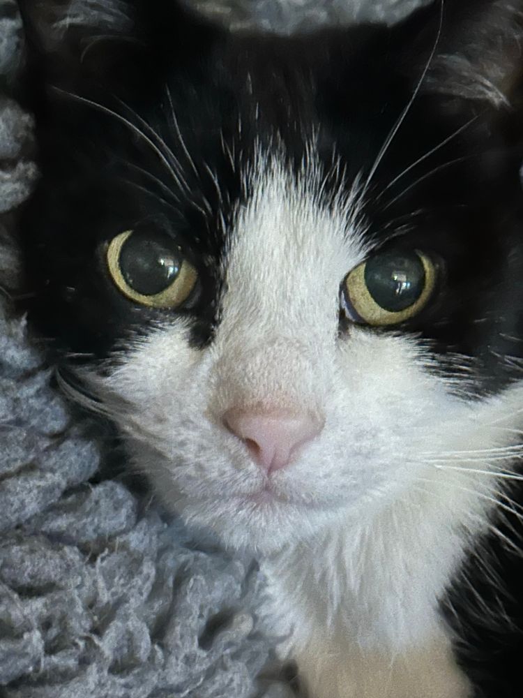 Lucy Fur the tuxedo cat in closeup with her resting fucking psychopath face