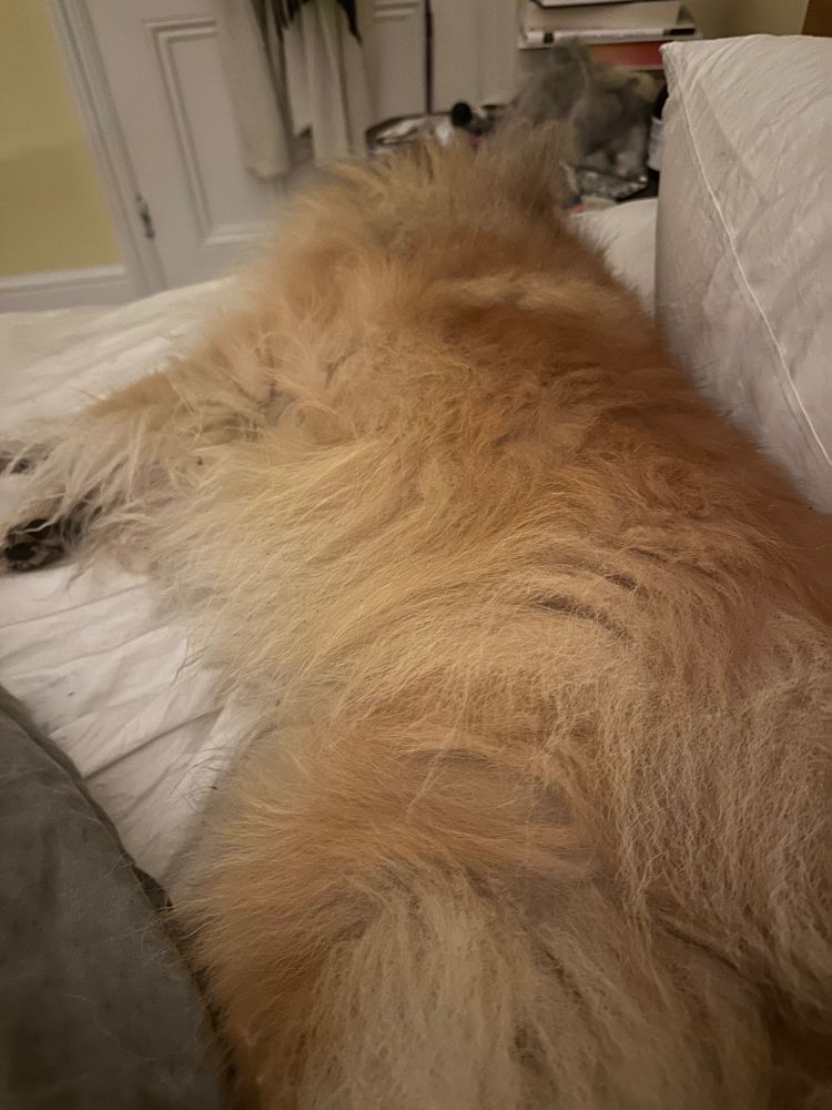 a sable sheltie has occupied a pillow
