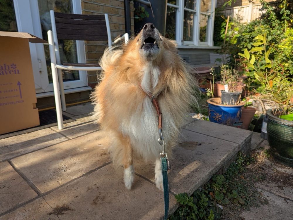 a sable sheltie stands on a patio, nose to the sky, singing the barky song of the sheltie people