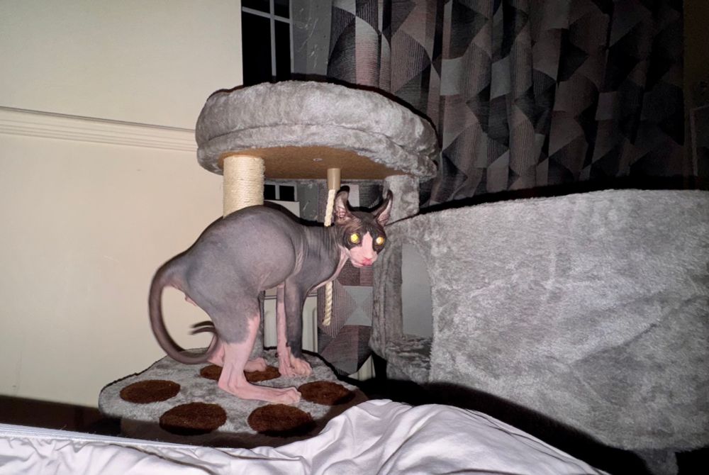 an elf cat Mafty Navue Erin