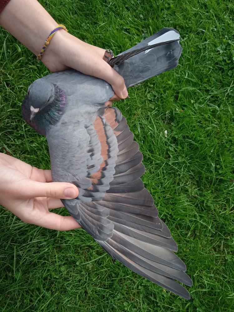 blue pigeon with bronze toy-stencil bars and sooty factor