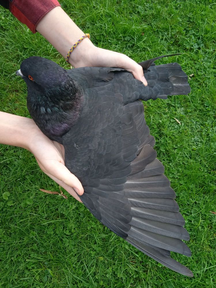 solid black pigeon with dirty factor