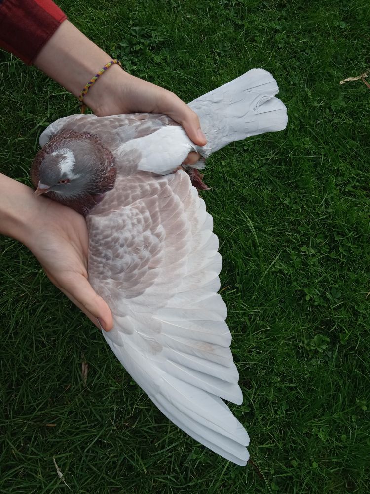ash-red check pied pigeon with sooty