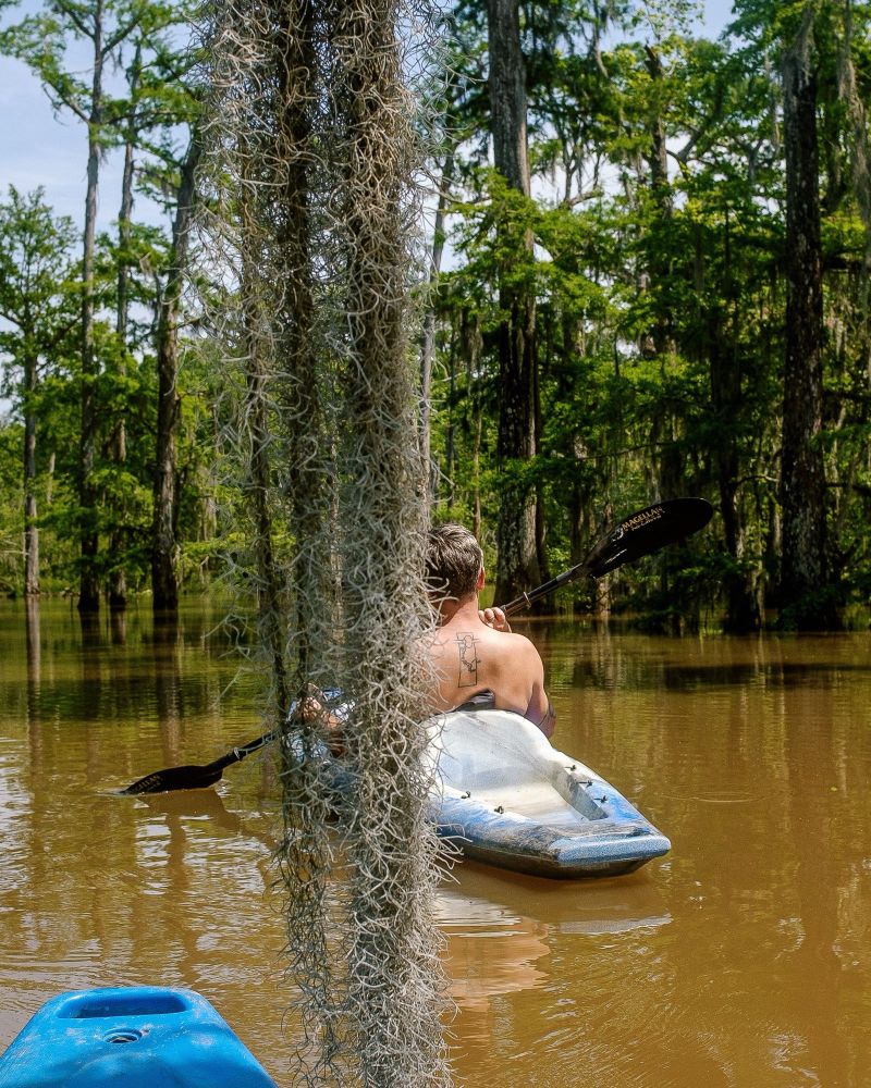 Looking out from a kayak through hanging moss as we see a man in another kayak from behind in the calm swamp waters looking into a grove of cypress trees.