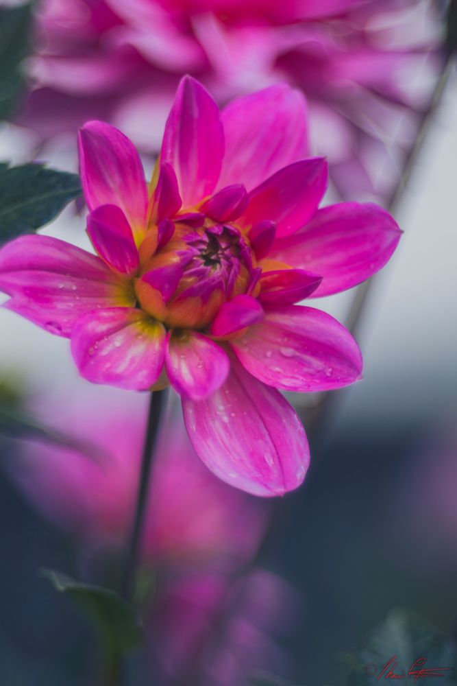 Vibrant pink flower with yellow accents, with close focus and blurry bokeh background. Lens used: Asahi Super Takumar 50mm F1.4 8ele