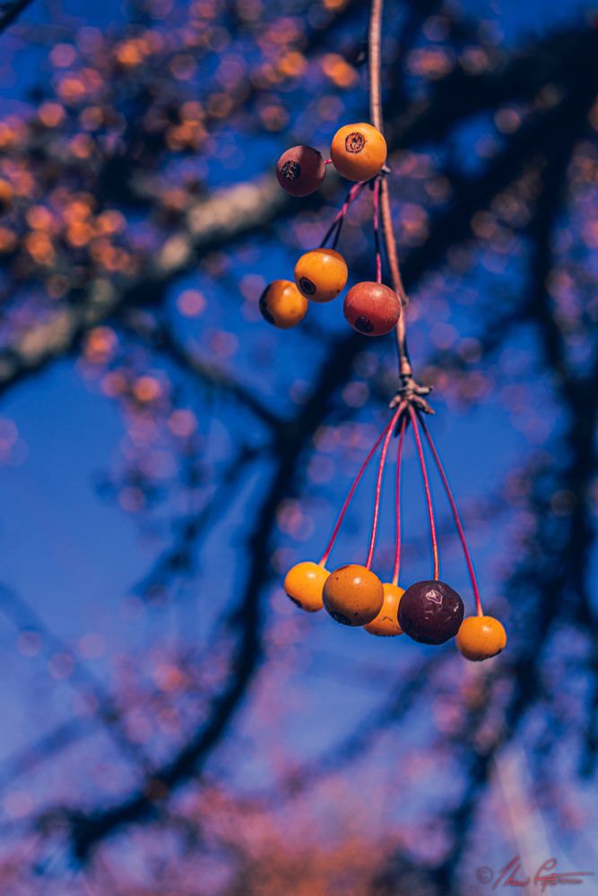 front lit yellow and red berries hanging off of tree branch, colorized with Filter effect to increase blues in the sky and shadows.
