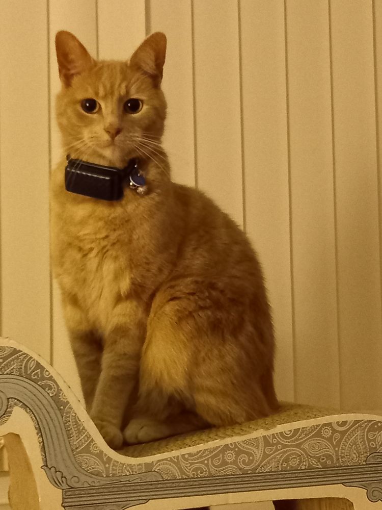 Photo of Rocky the communist cat sat on a chaise longue staring down the camera lens