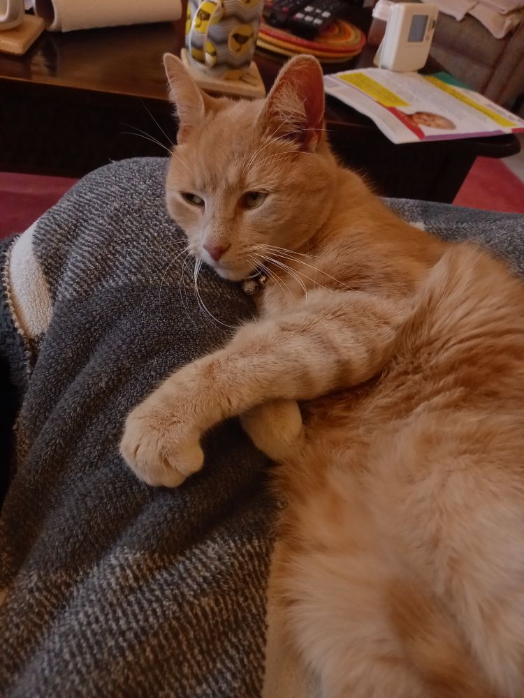 Communist cat Rocky resting