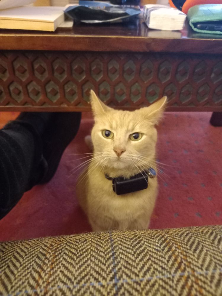 Communist cat Rocky looking fierce