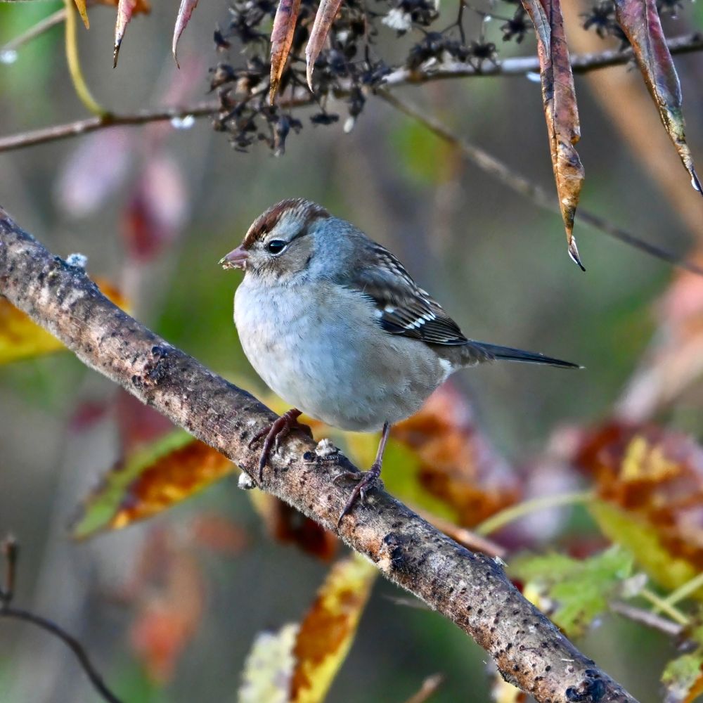 An immature white-crowned sparrow perched on a tree branch. The bird has a chestnut-brown stripe of feathers atop its head bordered by light gray bands. Its eyes are black, belly is light gray, and its wings are brown with white and black barring. The background is green and brown leaves.