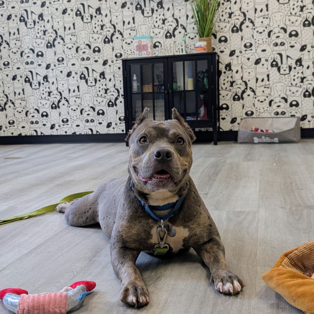 A small pittie (dog) with cropped ears, a collar, and a leash by her legs. Dog toys are laying to either side of her and a cabinet is behind her, in front of a wall with dog-themed wallpaper.