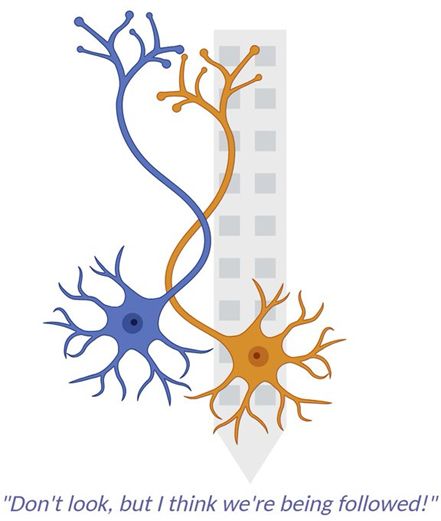 Two neurons in front of a Neuropixels probe. One neuron says to the other: "Don't look, but I think we're being followed!".
