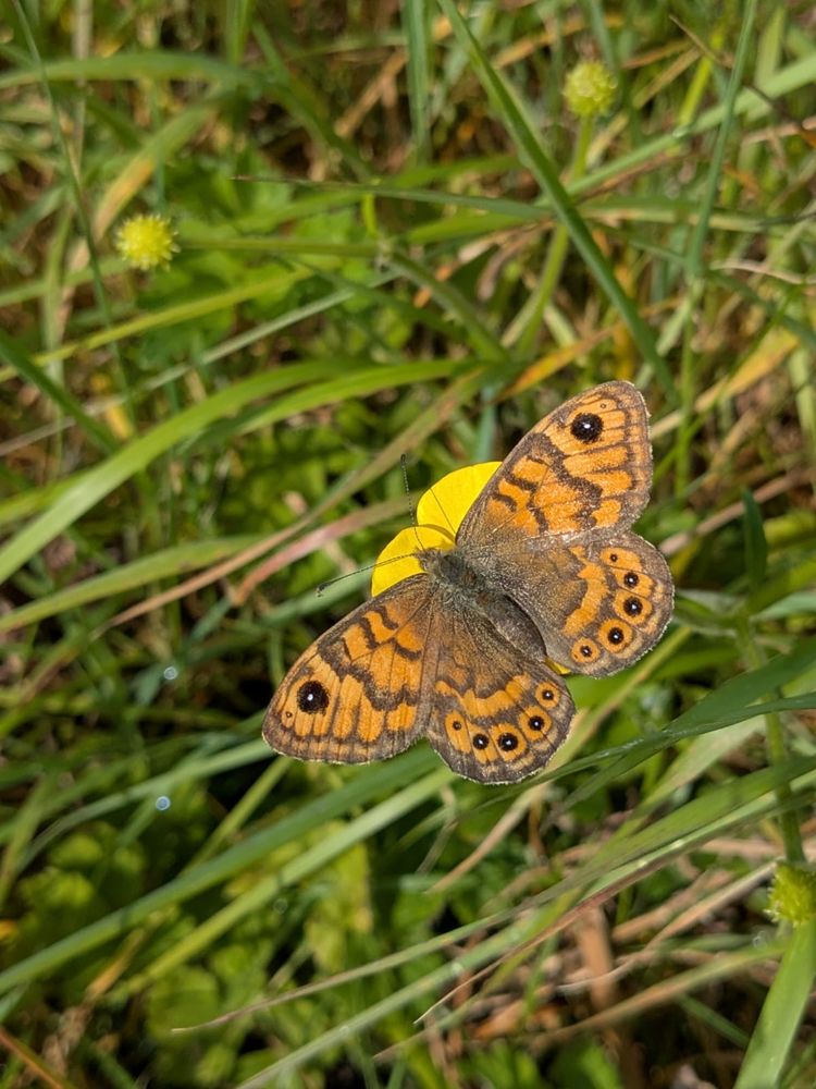 A Wall Brown