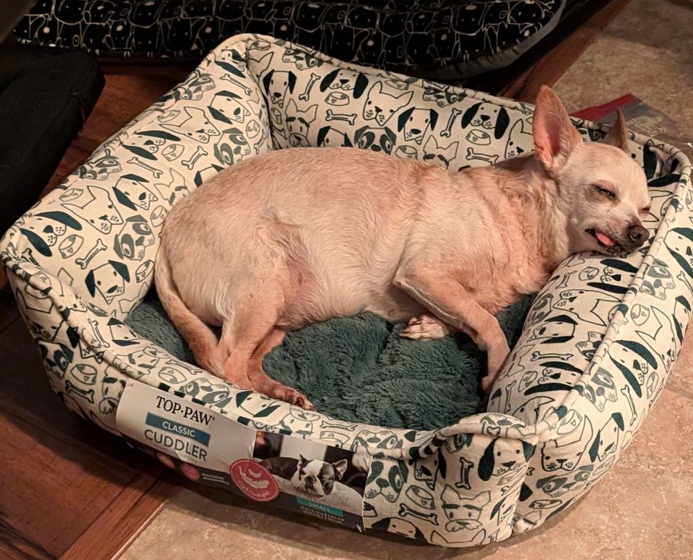 Sleeping light tan chihuahua curled inside a white and black patterned dog bed. He is resting his head on the side, and his tongue is gently protruding from his mouth. Photo by OP.