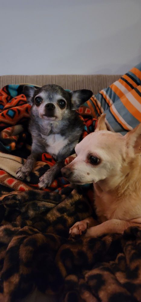 Two small dogs, one light tan, one black and white with a graying face, sit on a leopard print plush throw, in front of an orange, blue and white striped dog bed.