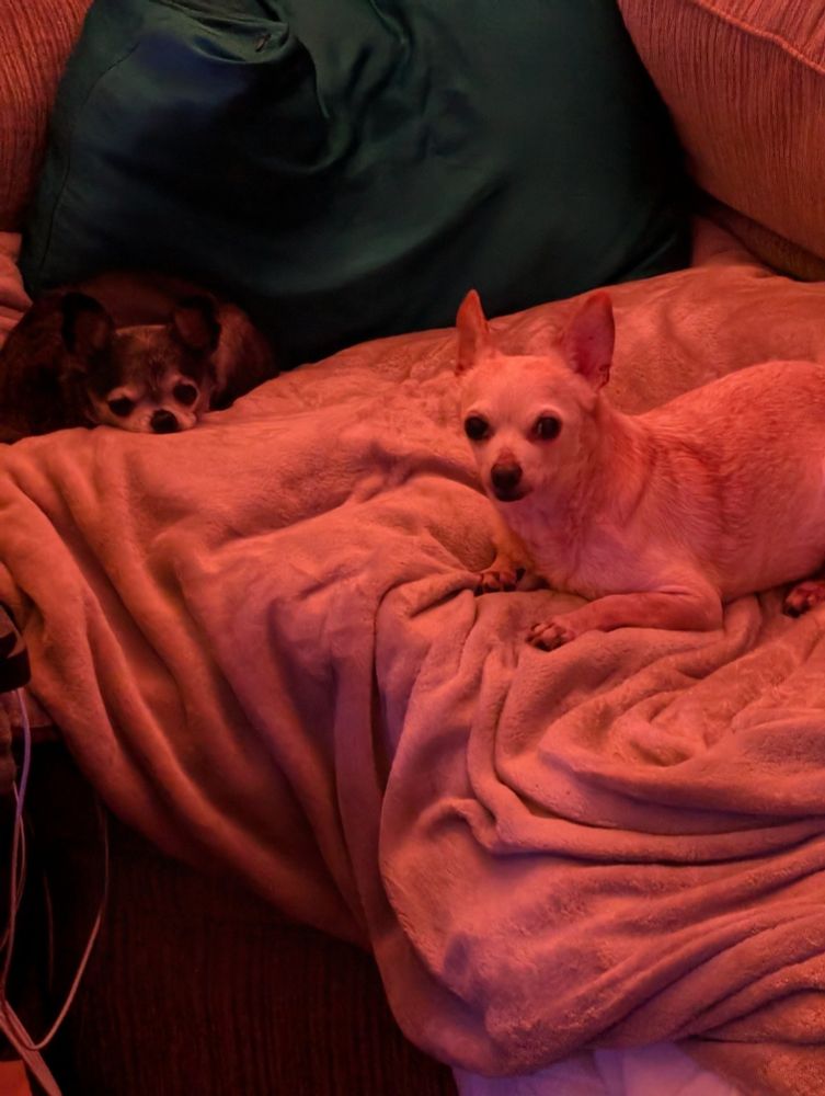 Small tan chihuahua and smaller black and white chihuahua on a tan blanket in warm light. Seekrit frenz.