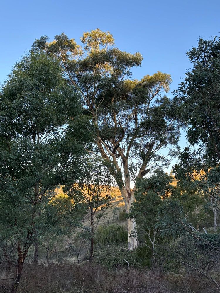 Lovely gumtrees with clear blue sky in the background. 