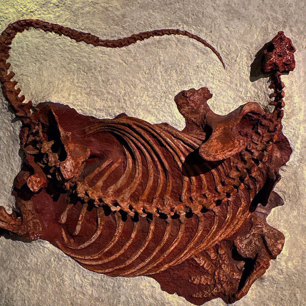 コティロリンクスの化石
草食の爬虫類で、第三の目があったらしい