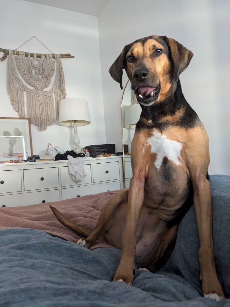 a hound dog sits on a bed with her hips cocked licking her chops