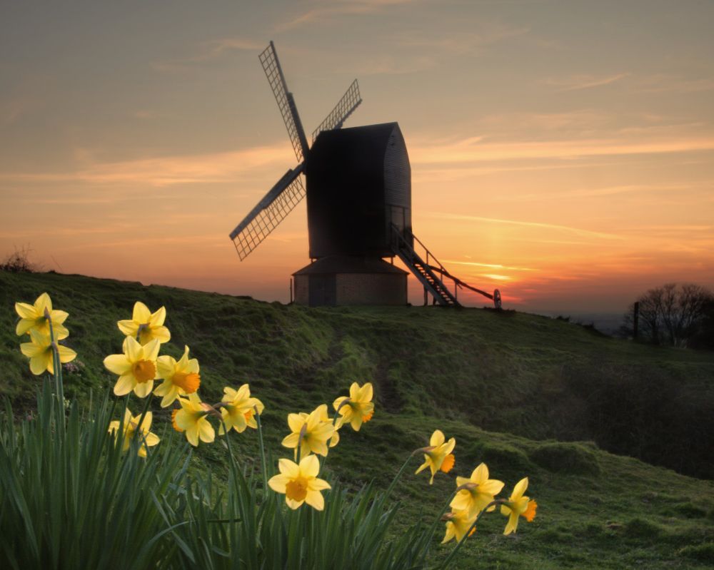 Brill windmill silhouetted against a sunset sky with a patch of daffodils in the foreground.