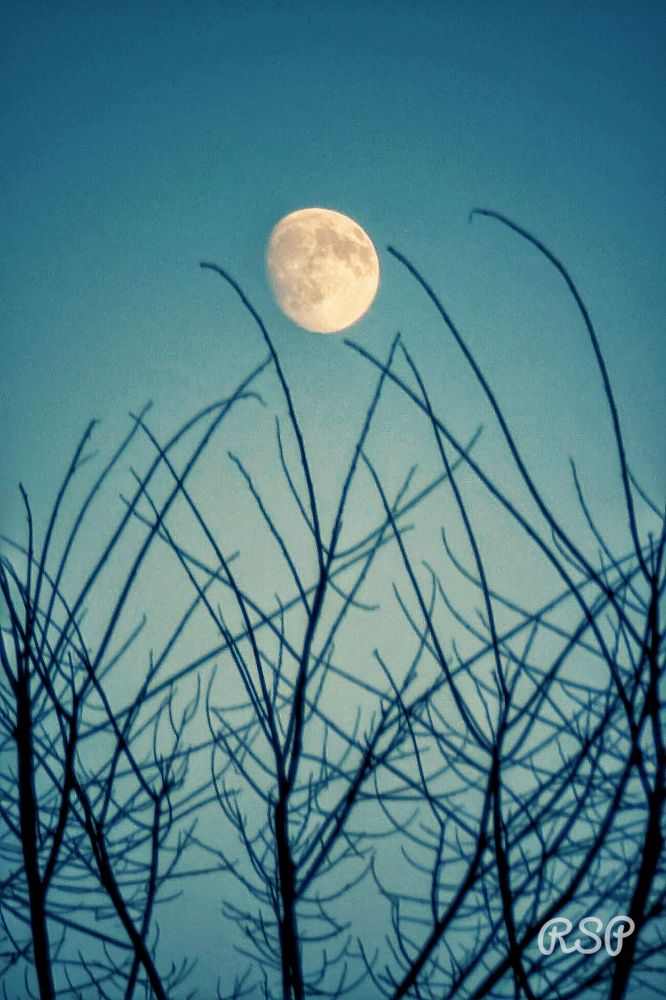 A nearly full moon appears to be suspended within the bare branches of a tree on an aqua sky background. 