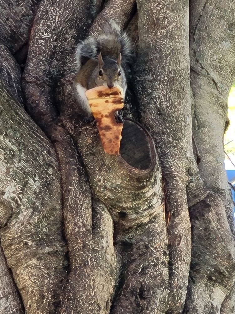 Pizza squirrel 
