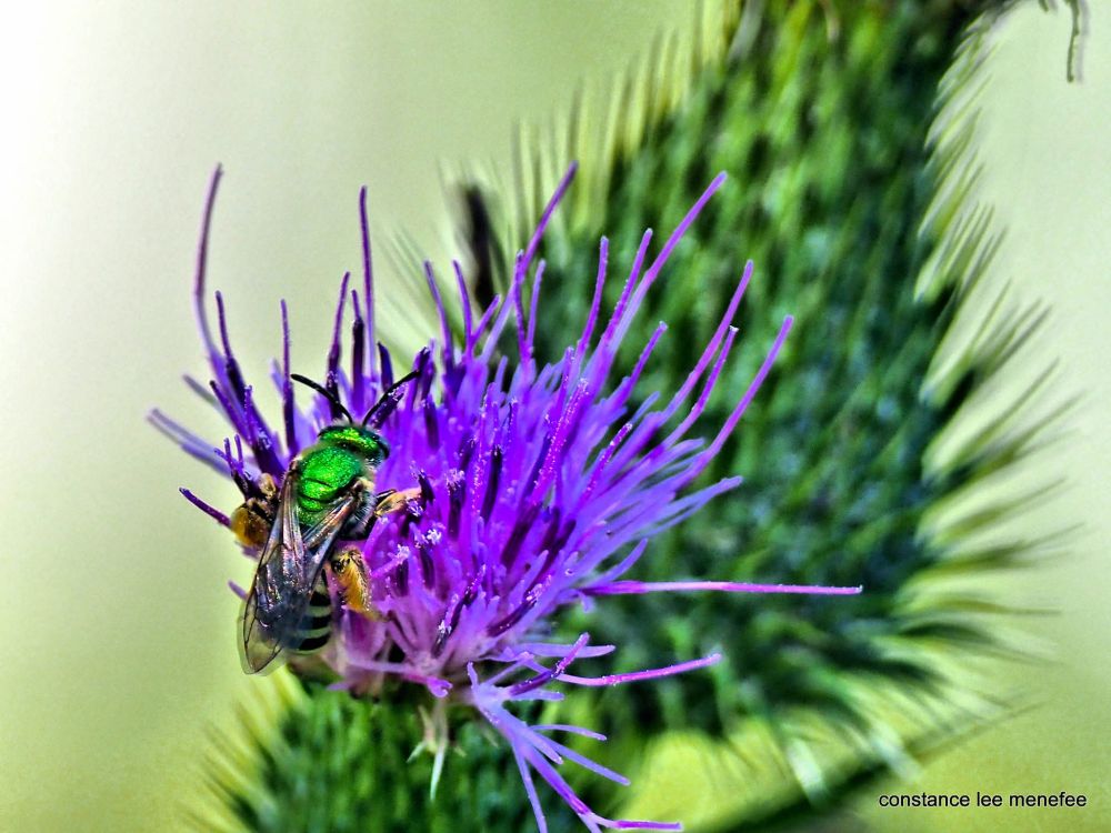 Green sweat bee on small purple thistle flower