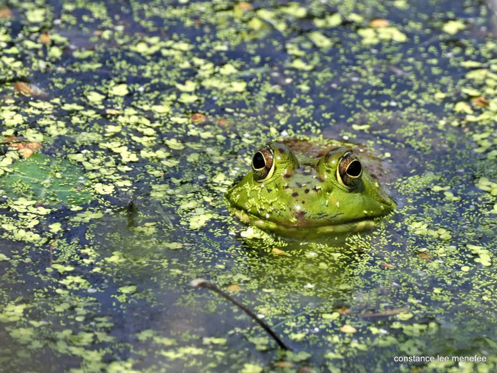 Bullfrog's green face with froggy freckles across snoot emerges from duckweed soup