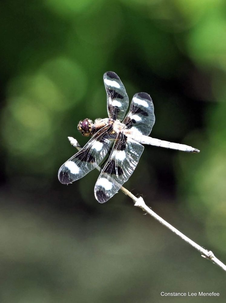 Dragonfly perched on twig - twelve spotted skimmer dragonfly with white and black patterned wings