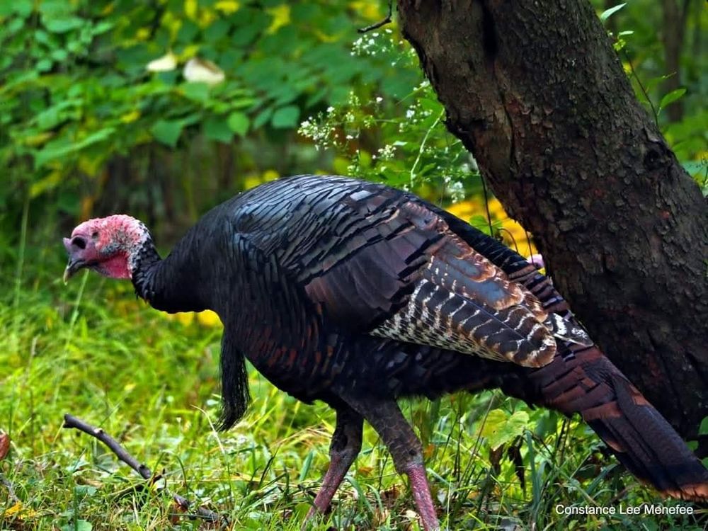 Wild turkey hunching through the woods