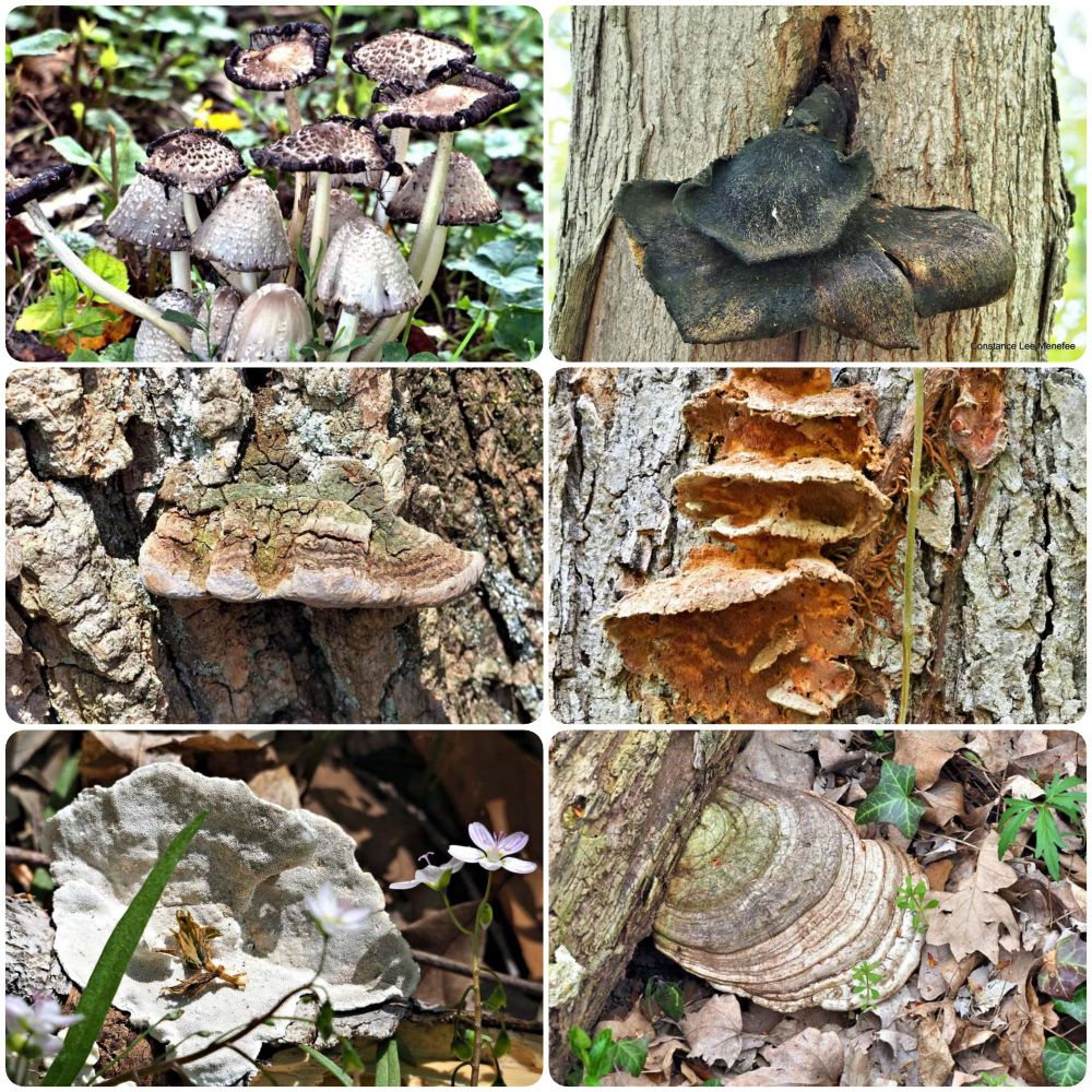 Collage with six photographs of various fungi 